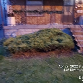 Bush Trimming by Lawn Dons A Service Company reviewed on August 21, 2025