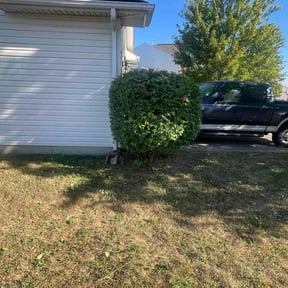 Bush Trimming by All Around Landscaping reviewed on October 23, 2025