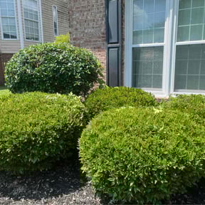 Bush Trimming by Escalade lawn care reviewed on October 20, 2025