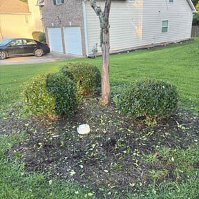 grass maintenance by Lawn services JAV reviewed on October 15, 2023