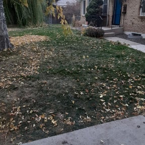 Leaf Removal by Mowr reviewed on September 26, 2025