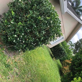 Bush Trimming by G-Lawn reviewed on August 15, 2025