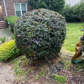 Bush Trimming by McKenzie Lawn Care and Landscaping reviewed on August 15, 2025