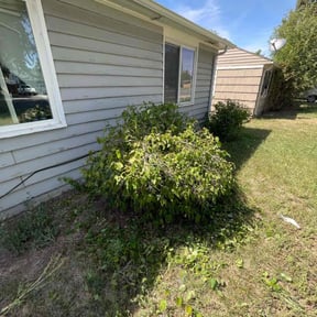 Bush Trimming by Álvarez Landscaping & Remodeling LLC reviewed on August 18, 2025