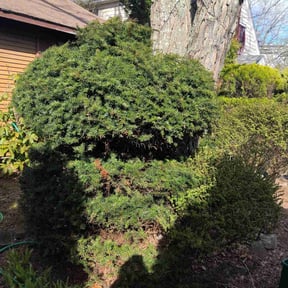 Bush Trimming by Caver Lawn Care reviewed on August 17, 2025
