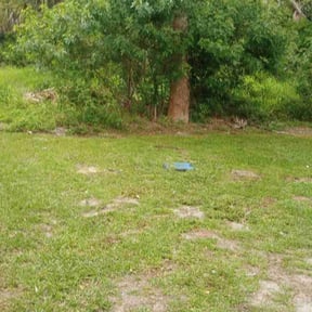 Bush Trimming by Ochoa Landscape and Irrigaton LLC reviewed on August 18, 2025