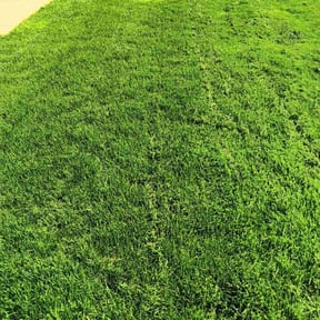 yard service by PFD property maintenance reviewed on August 20, 2025