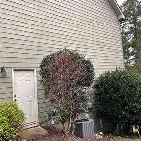 Bush Trimming by Meridian Management Group LLC reviewed on October 20, 2025