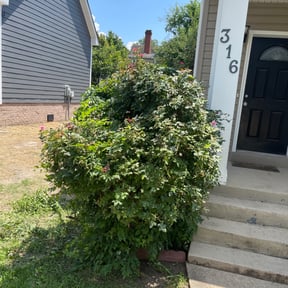 Bush Trimming by Uppercuts Lawn Care reviewed on August 19, 2025