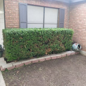 Bush Trimming by Doe landscaping reviewed on August 16, 2025