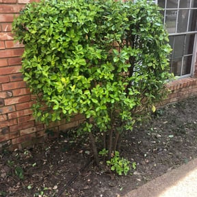 Bush Trimming by Mowtown lawn grooming reviewed on August 16, 2025