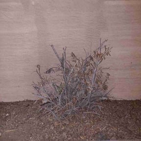 Bush Trimming by Greenscape LLC. reviewed on August 16, 2025