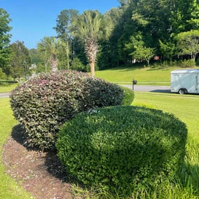 Bush Trimming by Palmetto Landscaping, LLC reviewed on August 19, 2025