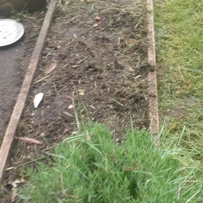Flower Bed Weeding by Greene Family Lawncare reviewed on August 19, 2025