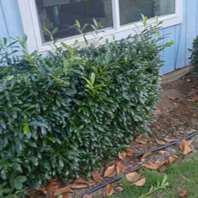 Bush Trimming by Premier Lawn Care &amp; Snow Removal reviewed on July 12, 2019