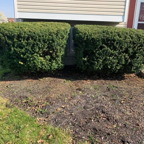 Bush Trimming by Maryhaven farm reviewed on August 17, 2025