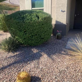 Bush Trimming by Lucio Gonzales reviewed on August 17, 2025