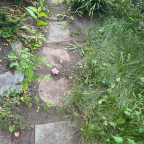 Leaf Removal by A.M. Lawncare Services LLC reviewed on September 11, 2025