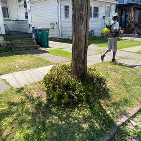 Bush Trimming by Philip Kulhavik reviewed on August 18, 2025