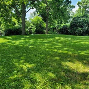 residential landscaping by Tom's Lawn Shrub and Tree reviewed on August 19, 2025