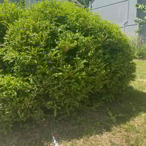 Bush Trimming by Ziolkowski Lawcare reviewed on August 13, 2025