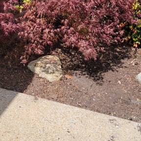 Flower Bed Weeding by Randys reliable services reviewed on September 16, 2026