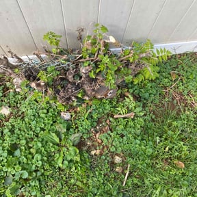 Bush Trimming by R R Growth Properties reviewed on August 20, 2025