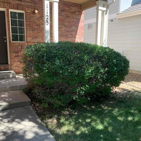 Bush Trimming by SON SHINE LAWNS LLC reviewed on August 17, 2025