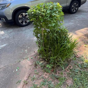Bush Trimming by Leo's lawncare reviewed on August 18, 2025