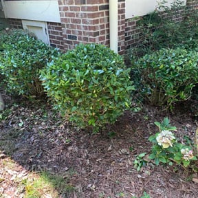 Bush Trimming by D Hayes Services LLC reviewed on August 17, 2025