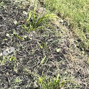 Flower Bed Weeding by Marks Detailed lawn services reviewed on November 10, 2025