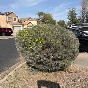 Bush Trimming by Unique Kuts reviewed on March 29, 2026