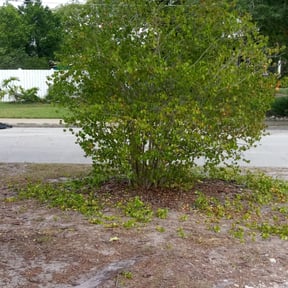 Bush Trimming by Collins Professional Landscape reviewed on August 15, 2025