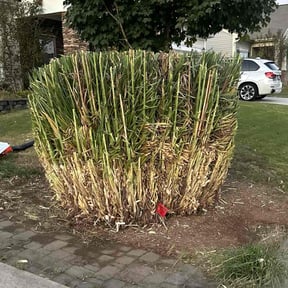 Bush Trimming by The Royal Gardeners reviewed on October 21, 2025