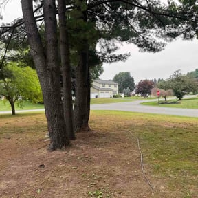 Leaf Removal by They see me mowing reviewed on July 19, 2026
