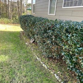 Bush Trimming by Aguilar Landscaping reviewed on August 18, 2025