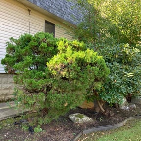 Bush Trimming by Lawn V Care reviewed on August 17, 2025