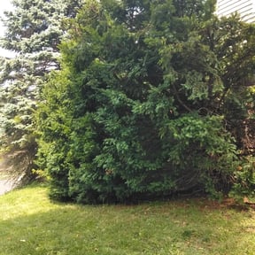 Bush Trimming by Veazey&#039;s Yard Care reviewed on October 21, 2025