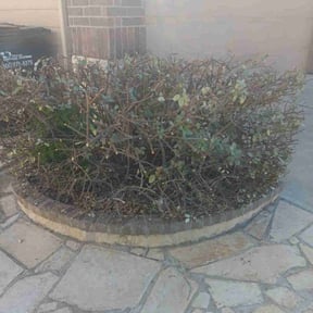 Bush Trimming by Signature Lawn Care LLC. reviewed on August 18, 2025