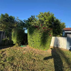 Bush Trimming by NKY Curb Appeal, Inc. reviewed on July 21, 2022