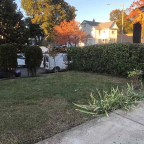 Bush Trimming by Modlin developers reviewed on November 7, 2025