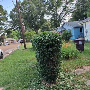 Bush Trimming by Troy's lawn care reviewed on May 21, 2026