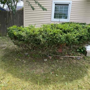 Bush Trimming by Gatorbrotherslawncare reviewed on August 21, 2025