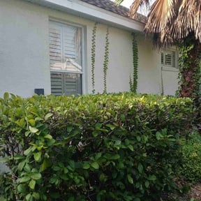 Bush Trimming by J&amp;S LAWN CARE AND DEBRIS REMOVAL reviewed on November 26, 2025