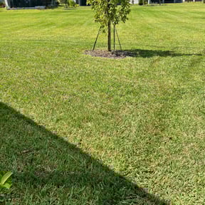 yard service by Diesel Dog Lawn Care LLC reviewed on August 18, 2025