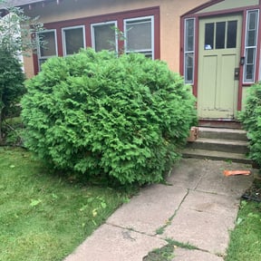 Bush Trimming by Hargett lawn services reviewed on August 21, 2025
