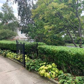 Bush Trimming by Fresh Cuts Lawn Professionals LLC reviewed on August 21, 2025