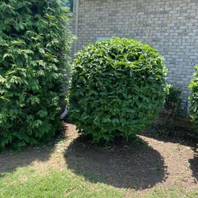 Bush Trimming by Serenity Lawn and Leaf reviewed on August 21, 2025