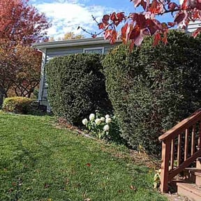 Bush Trimming by Emerald Green Lawn Service reviewed on November 9, 2017