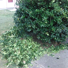 Bush Trimming by Holloway Property Management Edmond reviewed on August 20, 2025